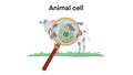 animal cell anatomy, biological animal cell with organelles cross section, Animal cell structure